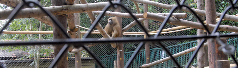 Baboon Fencing Manufacturer