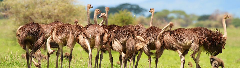 Fencing Solutions for Ostriches