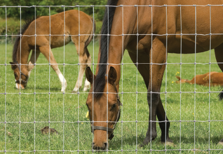 Horse and Foal Fencing