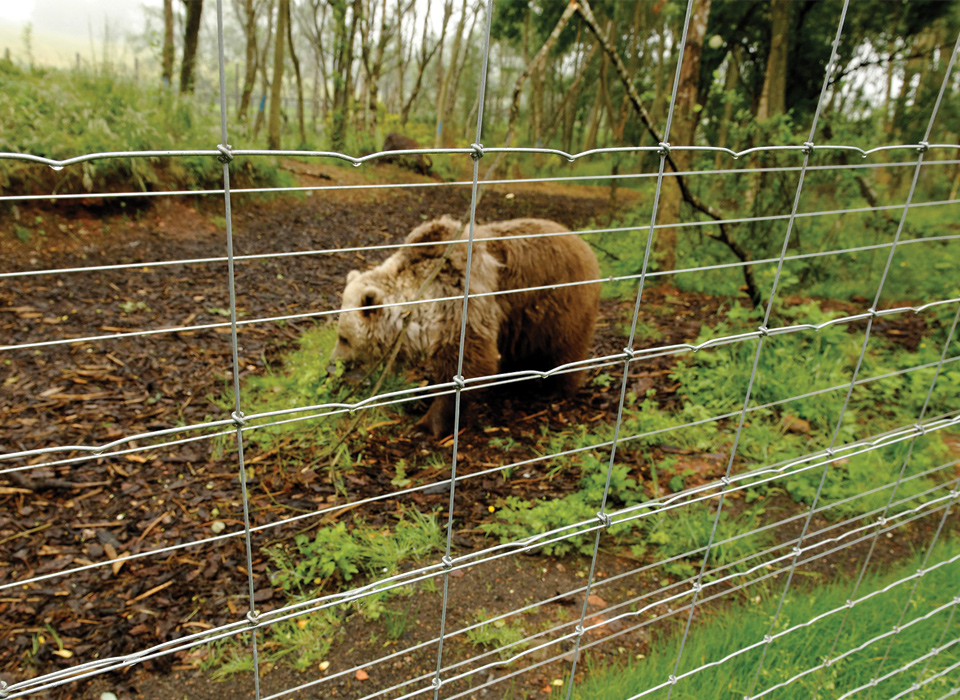 Fencing for Bears 