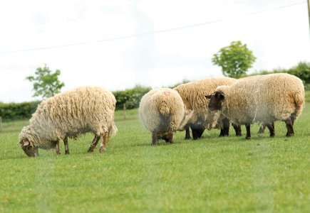 Sentinel® Lamb and Stock Fencing
