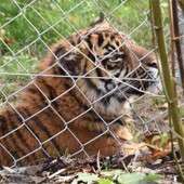 Hampton’s Chain Link Forms Chester Zoo’s State-of-the-Art Tiger Enclosure 